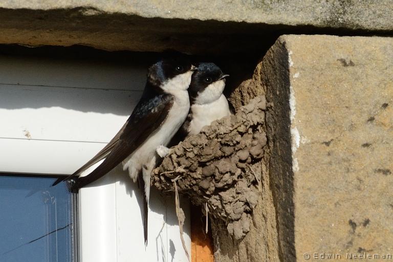 ENE-20120612-0239.jpg - [nl] Huiszwaluw ( Delichon urbica  | Waren Mill, Budle Bay, Northumberland, Engeland[en] House Martin ( Delichon urbica  | Waren Mill, Budle Bay, Northumberland, England